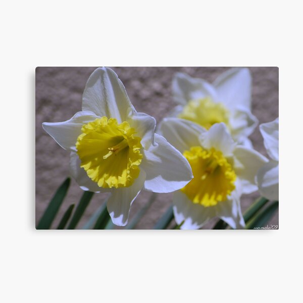 Close Up Beauty Canvas Print