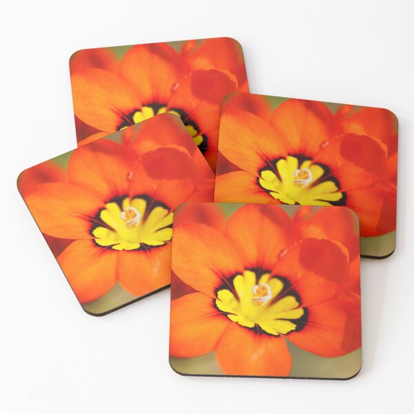 Item preview, Yellow Red And Black Tritonia Flower designed and sold by Joy Watson - Natural Light Photography .