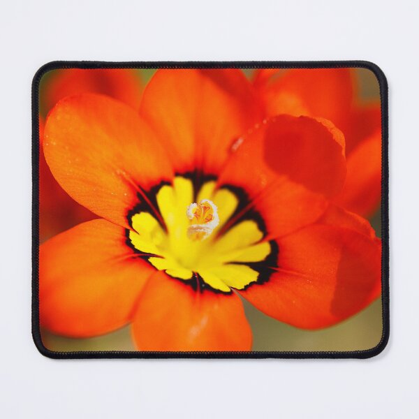 Item preview, Yellow Red And Black Tritonia Flower designed and sold by Joy Watson - Natural Light Photography .