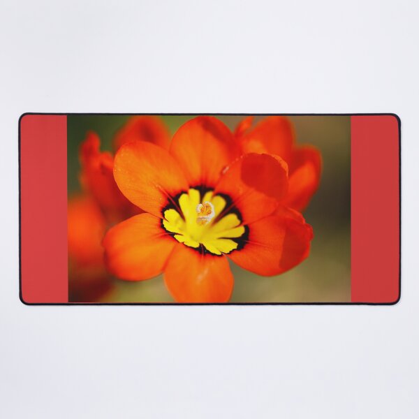 Item preview, Yellow Red And Black Tritonia Flower designed and sold by Joy Watson - Natural Light Photography .