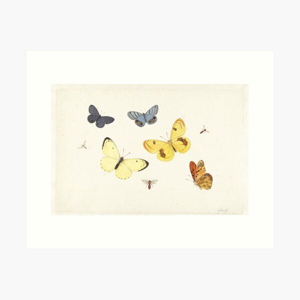 Butterfly Dictionary Illustration Art Print Vintage Zoo Insect Entomology 