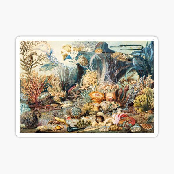 Ocean Life by James M. Sommerville 1859 Sticker
