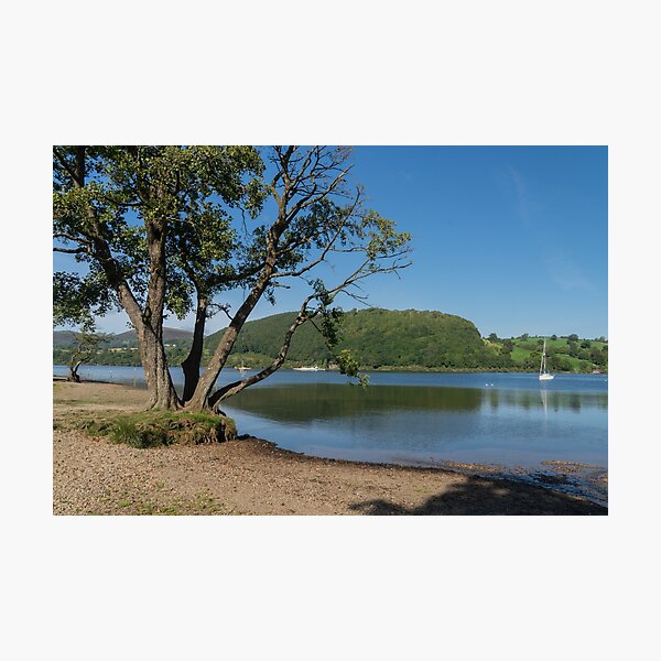 Item preview, A tree on the shoreline of Ullswater designed and sold by HAPhotography.