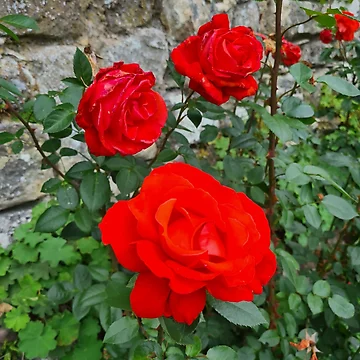 Artwork thumbnail, Red Roses by RobbMcC
