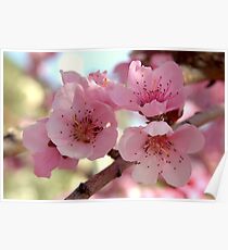 Peach Blossoms Poster