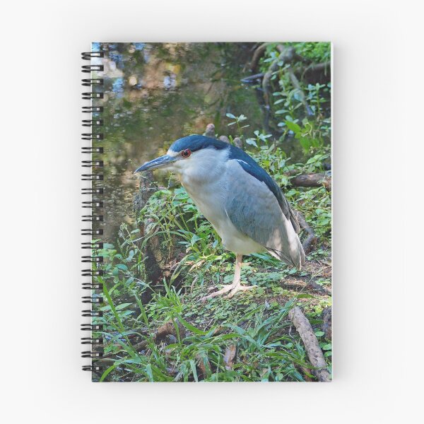 Item preview, Black Crowned Night Heron 275 designed and sold by Strawflower Oasis.