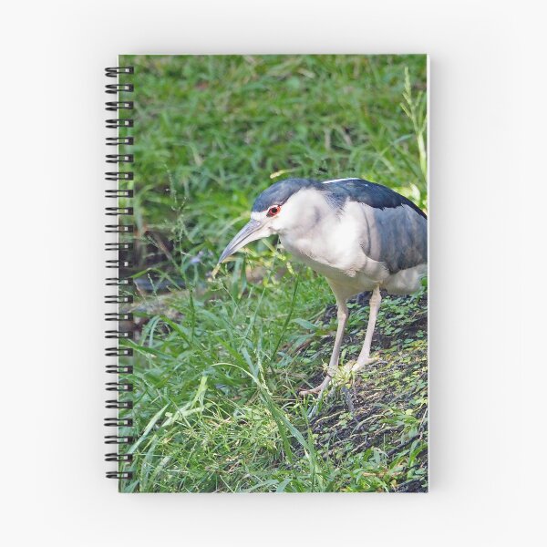 Item preview, Black Crowned Night Heron 276 designed and sold by Strawflower Oasis.