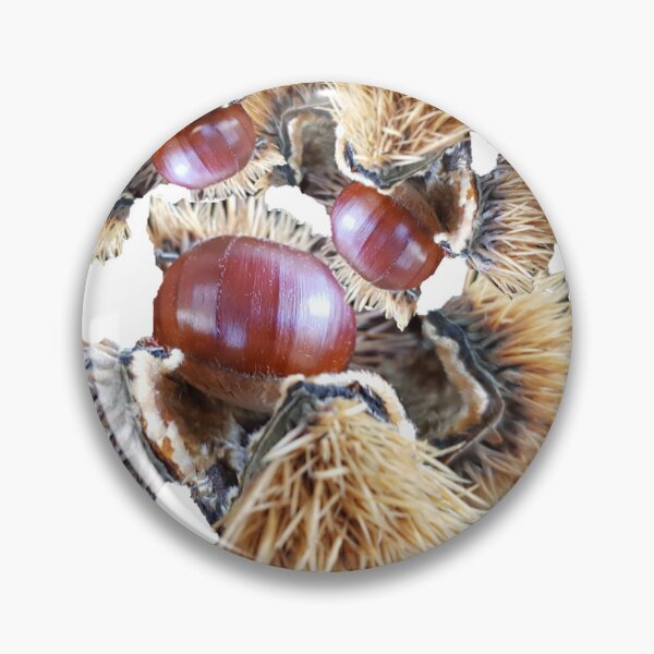 Item preview, Chestnuts, sweet chestnuts, sweet chestnuts designed and sold by theherbst131313.