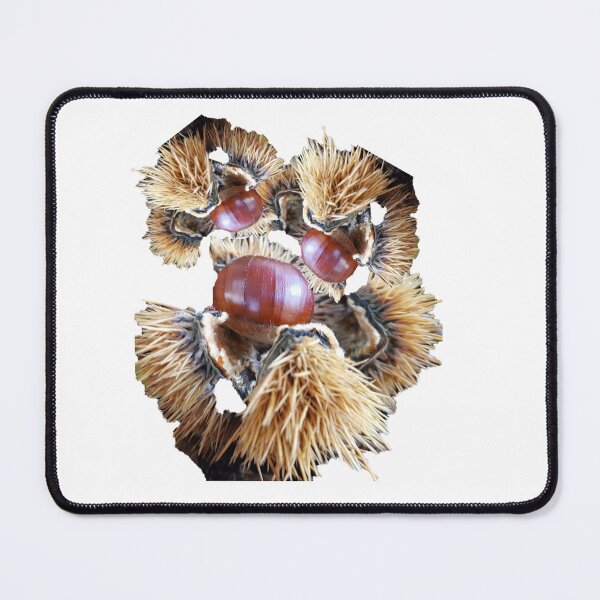 Item preview, Chestnuts, sweet chestnuts, sweet chestnuts designed and sold by theherbst131313.