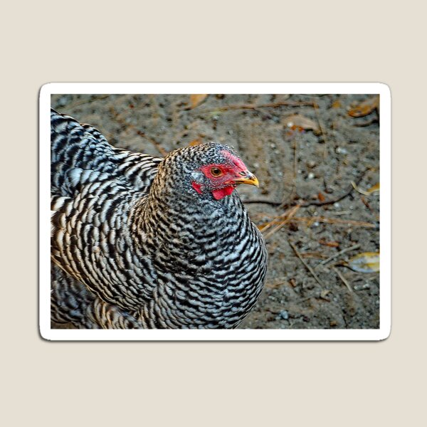 Weisses Huhn Geschenke Merchandise Redbubble