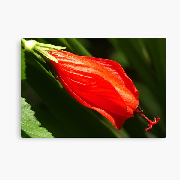 Unknown Brazilian Flower Canvas Print