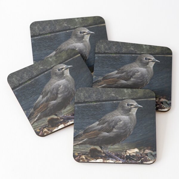 Item preview, Young Starling foraging in the gravel designed and sold by StelleryART.