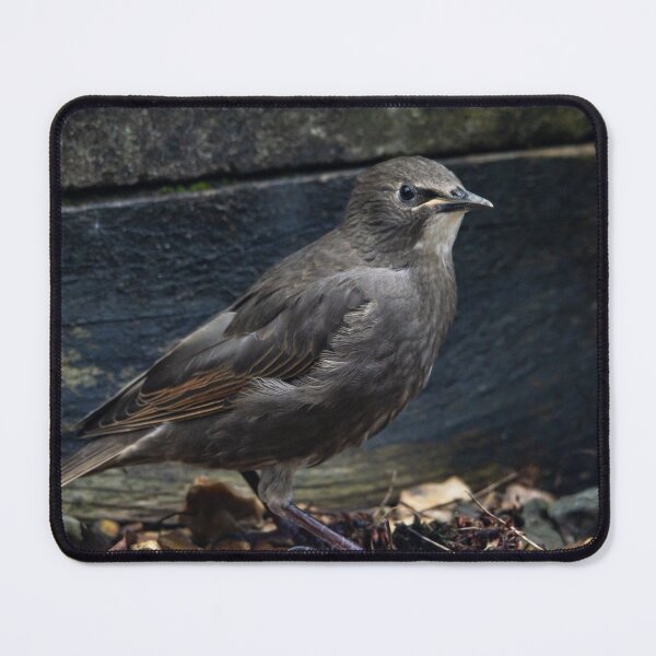 Item preview, Young Starling foraging in the gravel designed and sold by StelleryART.