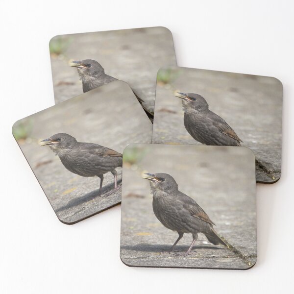 Item preview, Young Starling squawking on my path designed and sold by StelleryART.