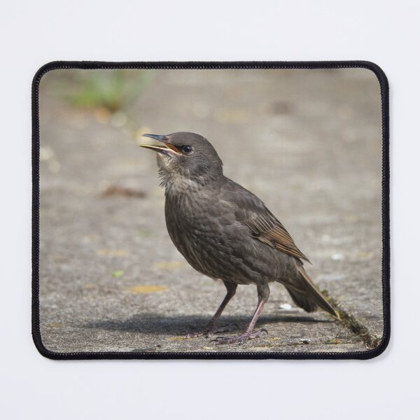 Item preview, Young Starling squawking on my path designed and sold by StelleryART.