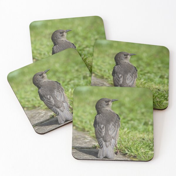 Item preview, Young Starling on the grass designed and sold by StelleryART.