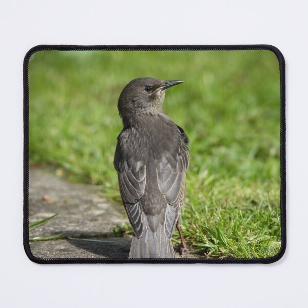 Item preview, Young Starling on the grass designed and sold by StelleryART.