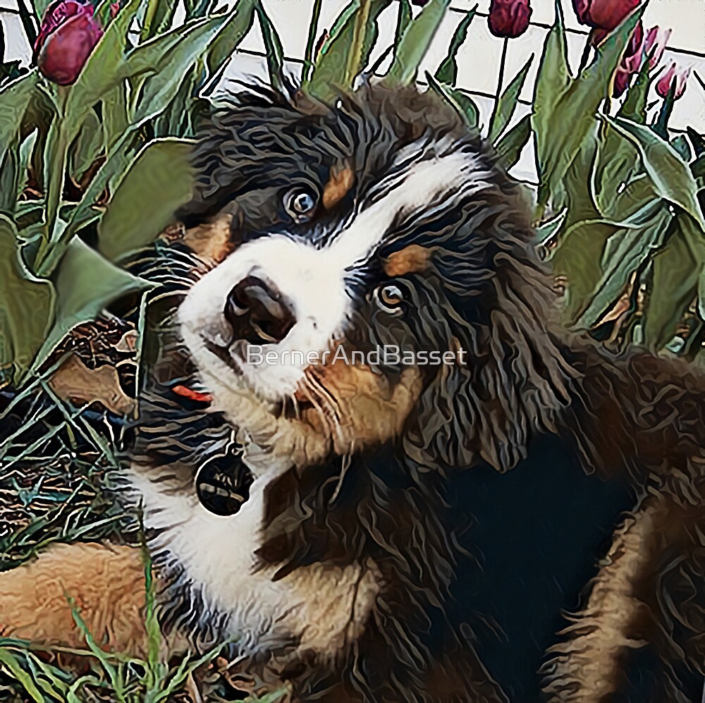 “Bernese Mountain Dog Puppy Art” by BernerAndBasset | Redbubble