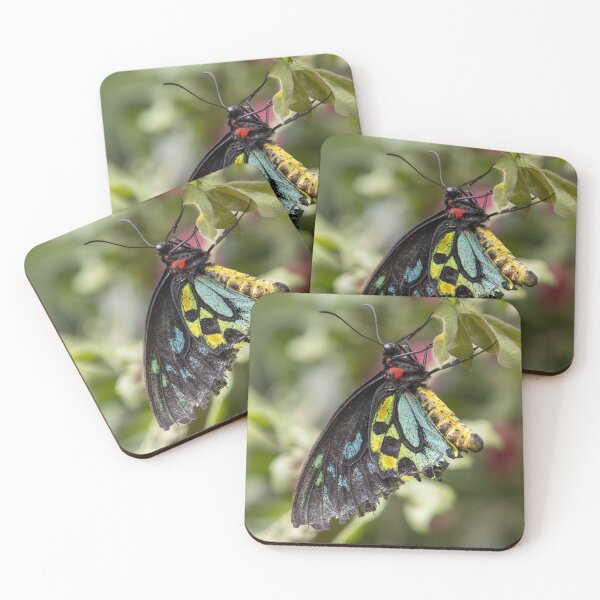 Item preview, Birdwing Butterfly Closeup designed and sold by Tim Dusenberry.