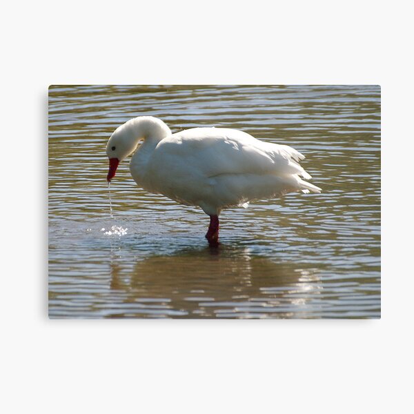 White Goose Metal Print