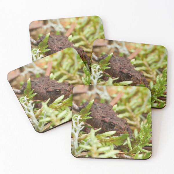 Item preview, Red nose day. Common toad designed and sold by Jouko Lehto Photography.