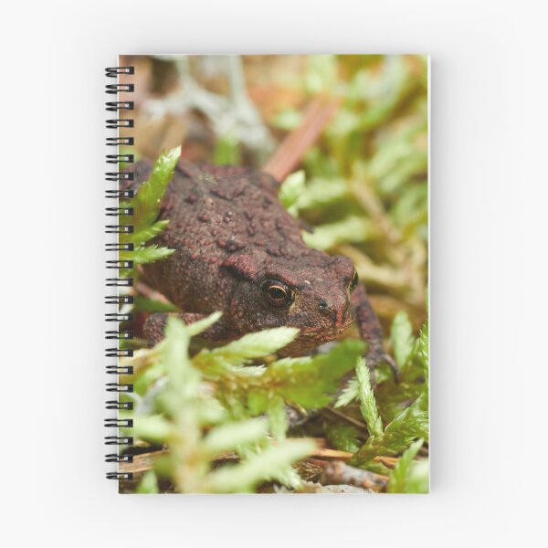 Item preview, Red nose day. Common toad designed and sold by Jouko Lehto Photography.
