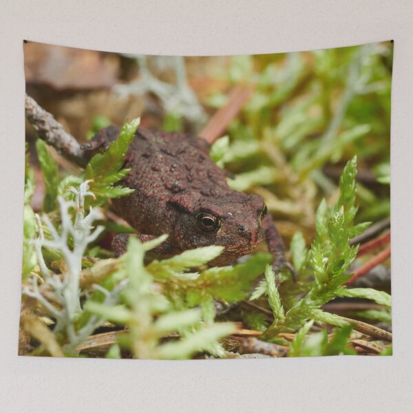 Item preview, Red nose day. Common toad designed and sold by Jouko Lehto Photography.