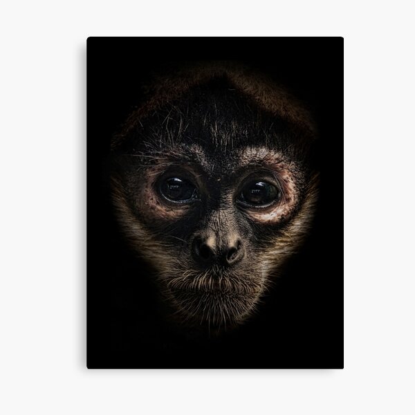 Spider Monkey Canvas Print