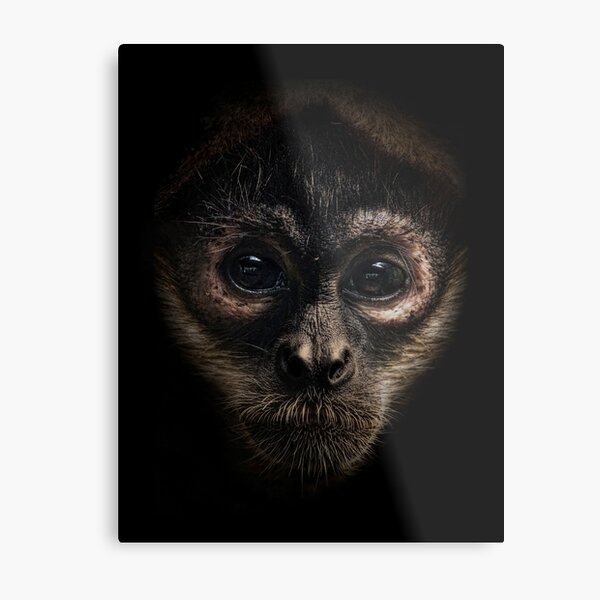 Spider Monkey Metal Print