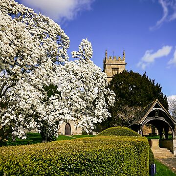 Artwork thumbnail, Magnificent Magnolia by ScenicViewPics