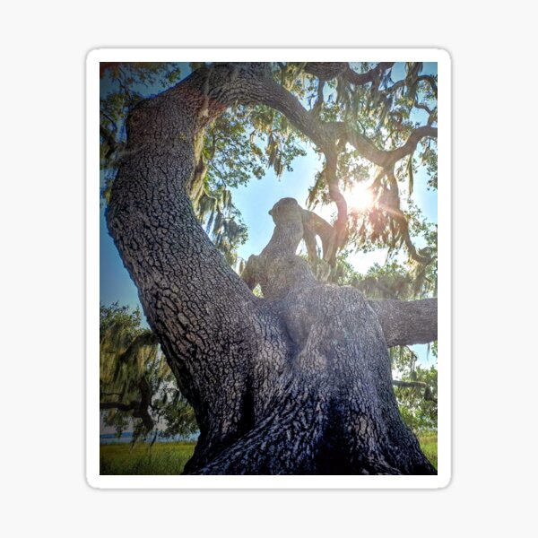 Item preview, Grand old oak; Myakka  designed and sold by Largerterritory.