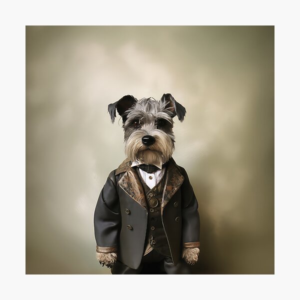 Dapper Miniature Schnauzer in a suit