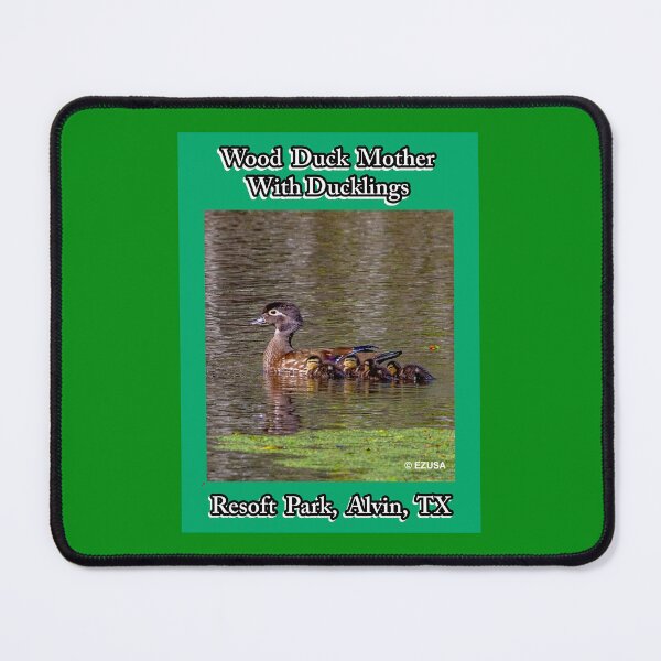 Item preview, For The Bird Lover In You: Wood Duck With Ducklings, Resoft Park, Alvin, Texas. designed and sold by MoreEZUSA-Here.