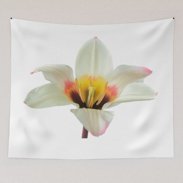 Item preview, Tulipa tulip designed and sold by Chris Burrows.