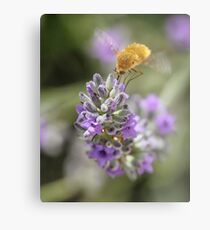 Insect studying flower Metal Print