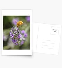 Insect studying flower Postcards