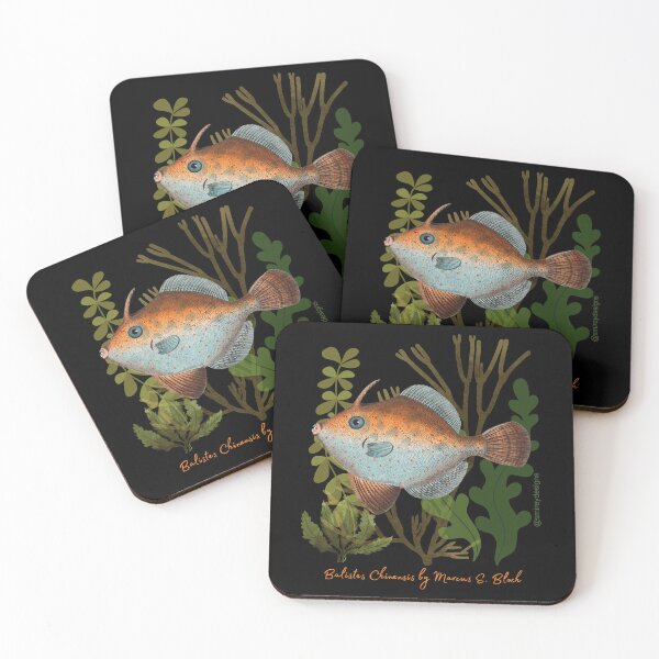 Item preview, Balistes Chinensis by Marcus E. Bloch designed and sold by smirey designs.