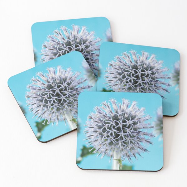 Item preview, Echinops ritro  'Veitch's Blue'  Globe thistle   designed and sold by Chris Burrows.