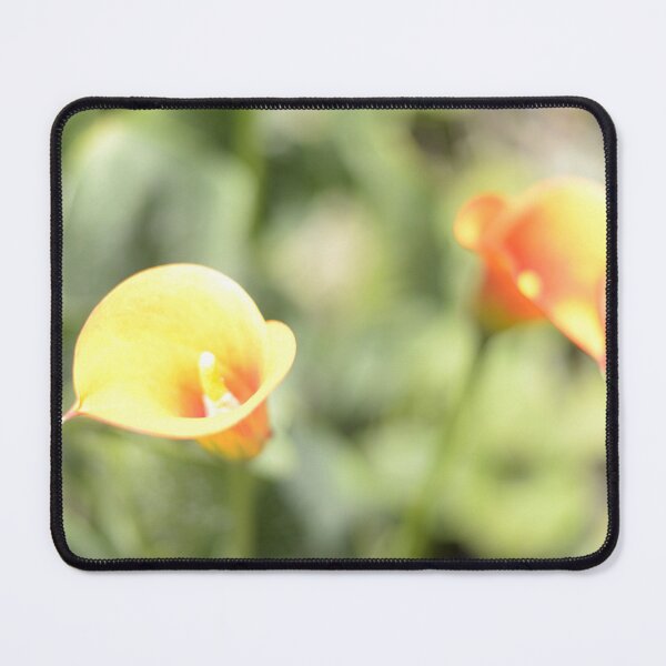 Item preview, Soft Calla Lillies or Arum Lilies photographed designed and sold by JessicaKeegan.