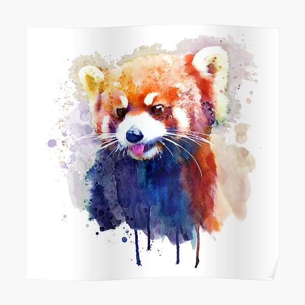 Red Panda Portrait Poster