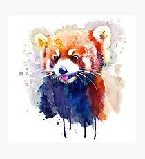 Rotes Panda-Porträt Fotodruck