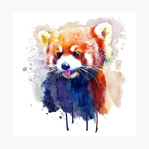 Red Panda Portrait Photographic Print