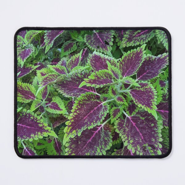 Item preview, Tropical ferns designed and sold by Mauisbestart.