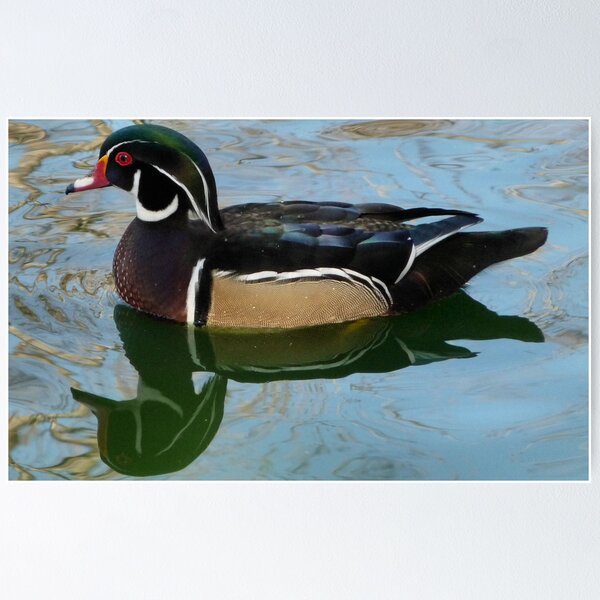 Item preview, Wood duck, McKinley Park Sacramento, CA designed and sold by Lenny La Rue, IPA.