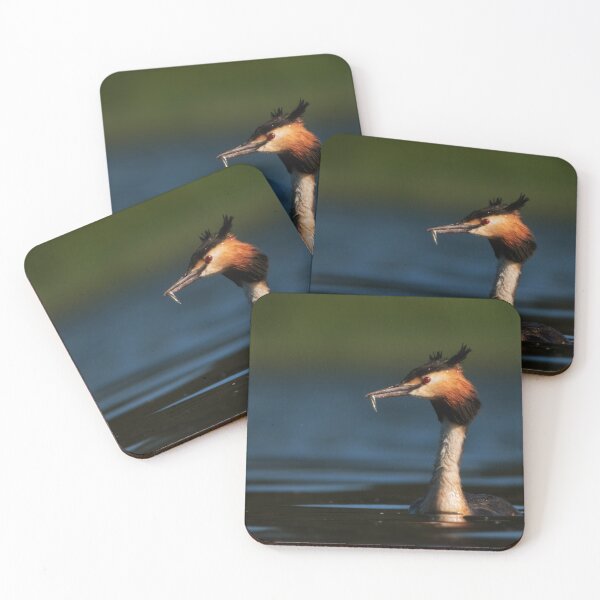 Item preview, Crested grebe with a small fish designed and sold by WildEncounters.