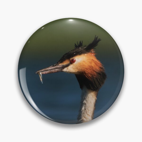 Item preview, Crested grebe with a small fish designed and sold by WildEncounters.