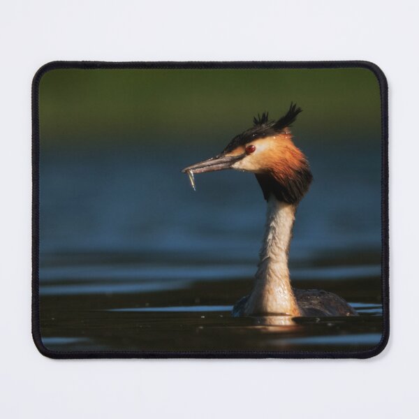 Item preview, Crested grebe with a small fish designed and sold by WildEncounters.