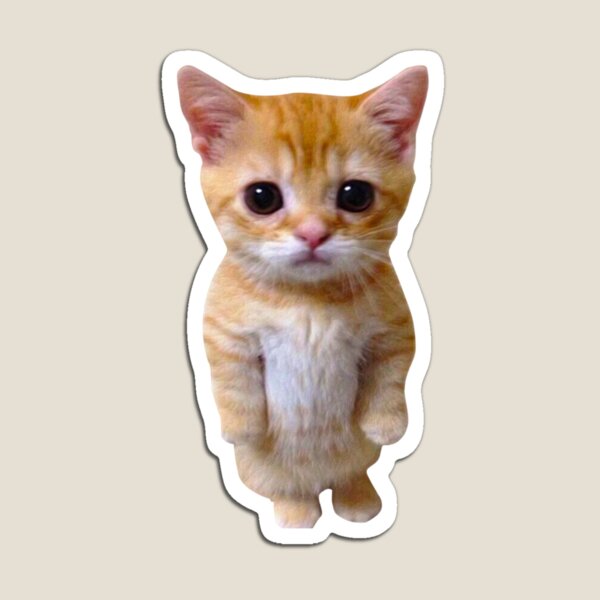 🐱The Sad Cat Dance: The Full Collection of Anti Furry Meme & Status🐈 