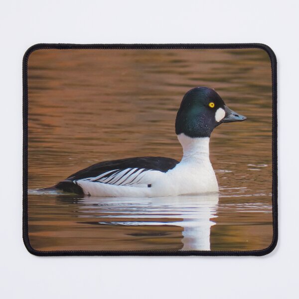 Item preview, Autumn male goldeneye designed and sold by WildEncounters.