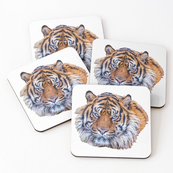 Item preview, Sumatran Tiger with his eyes on you designed and sold by Dalyndigital Photography.